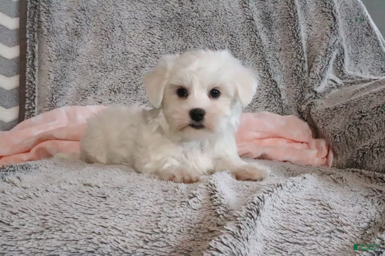 Maltese dogs Princess - Ad 5
