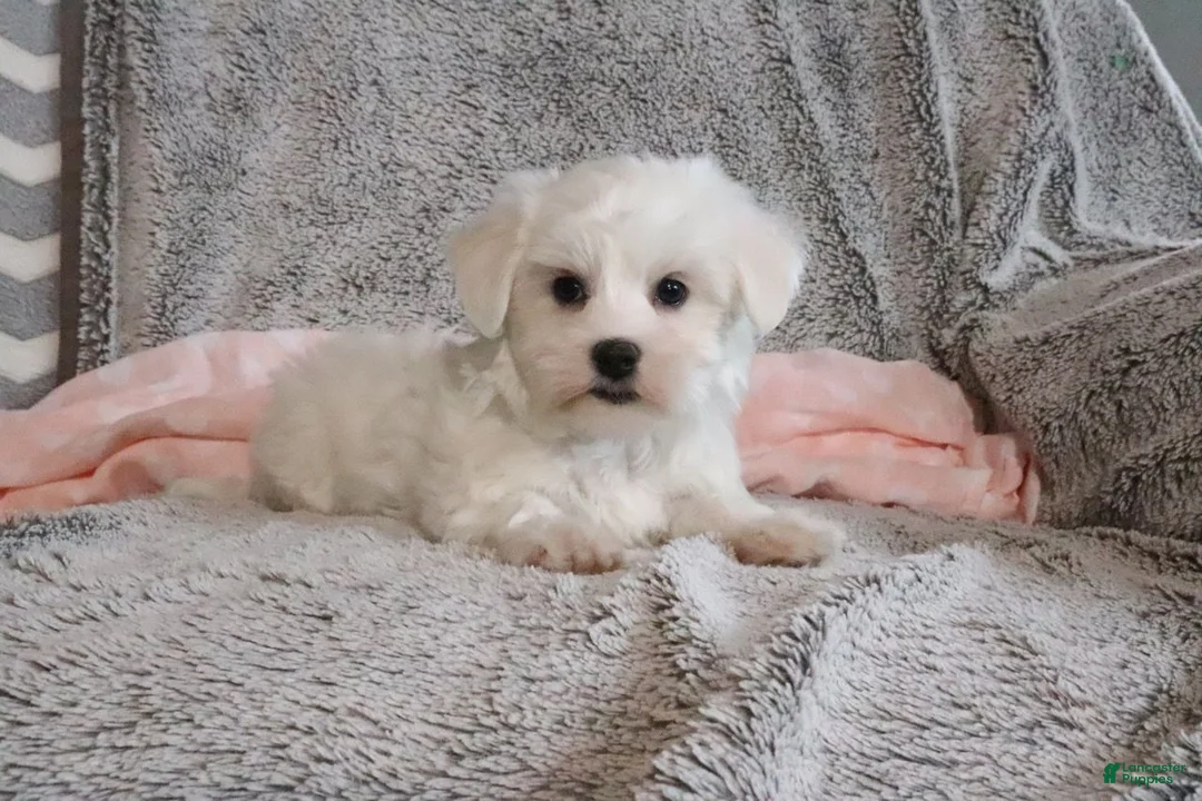 Maltese dogs for sale: Princess - Ad 1