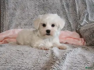 Maltese dogs Princess - Ad 5