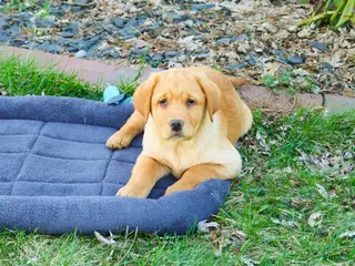 Labrador Retriever dogs Eddie - Ad 28