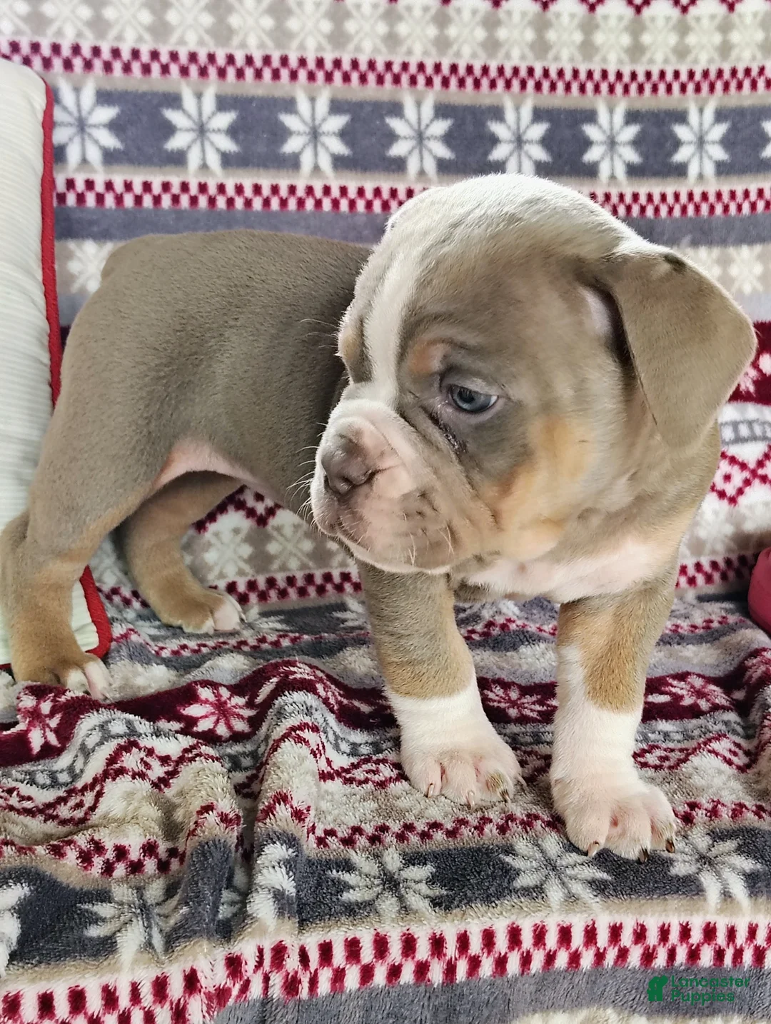 Olde English Bulldogge dogs for sale: Bella - Ad 2