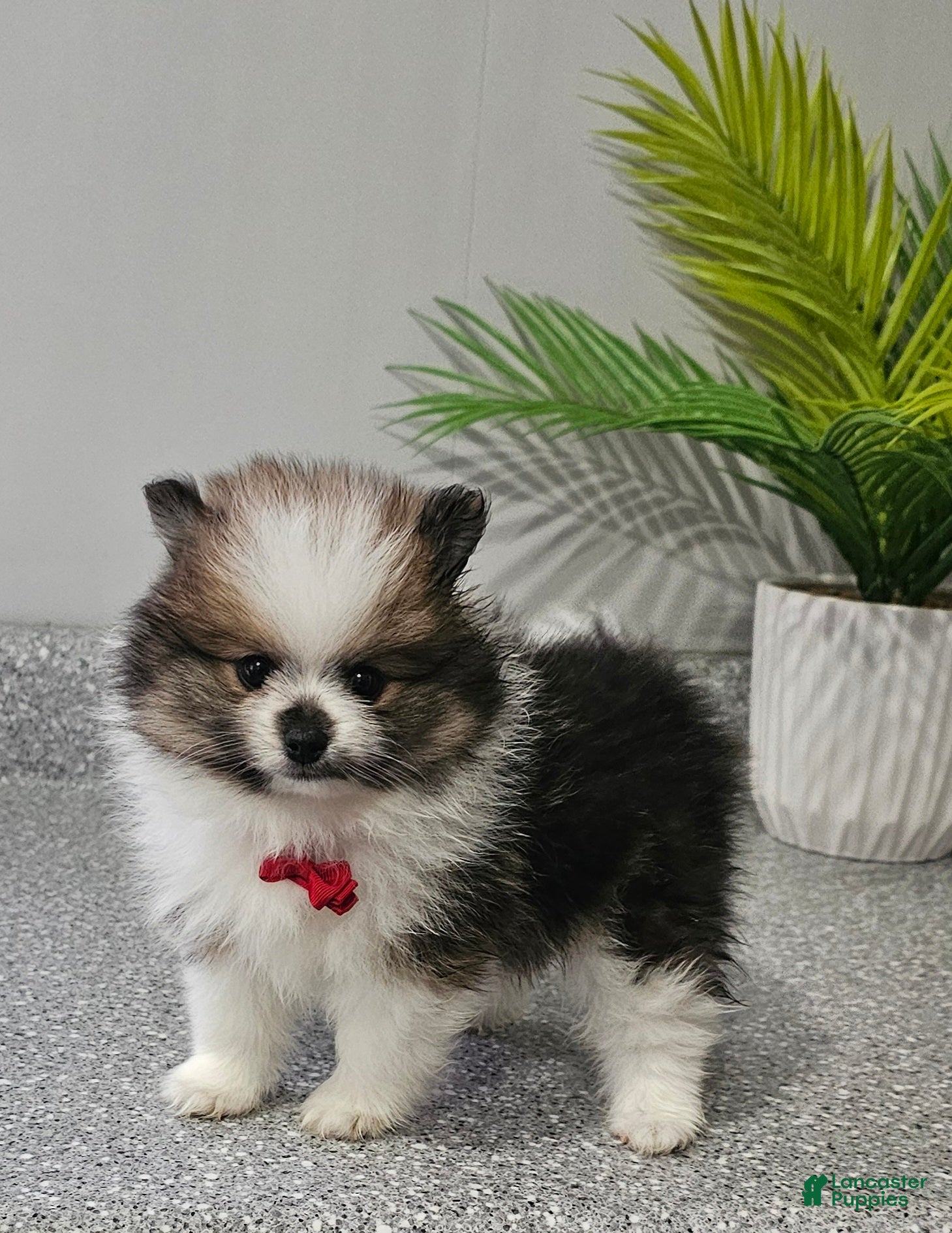 Pomeranian dogs Snickers - Ad 39