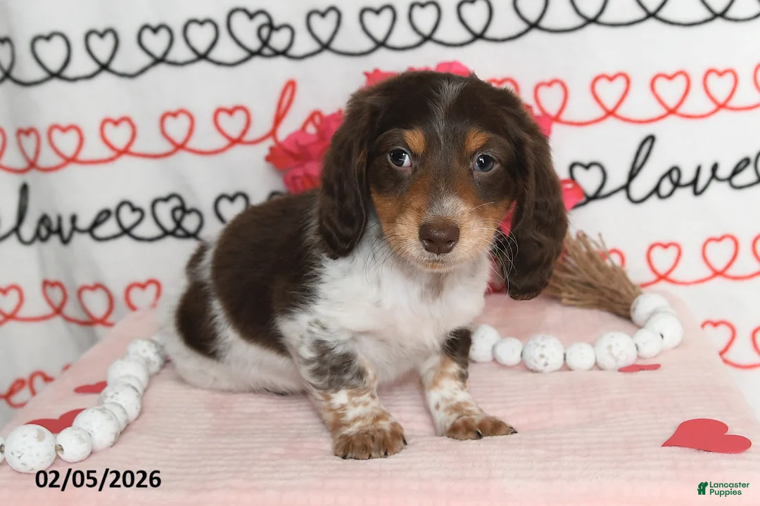 Miniature Dachshund dogs for sale: Reed - Ad 3