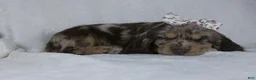 Cocker Spaniel dogs for sale: Iyla - Ad 3
