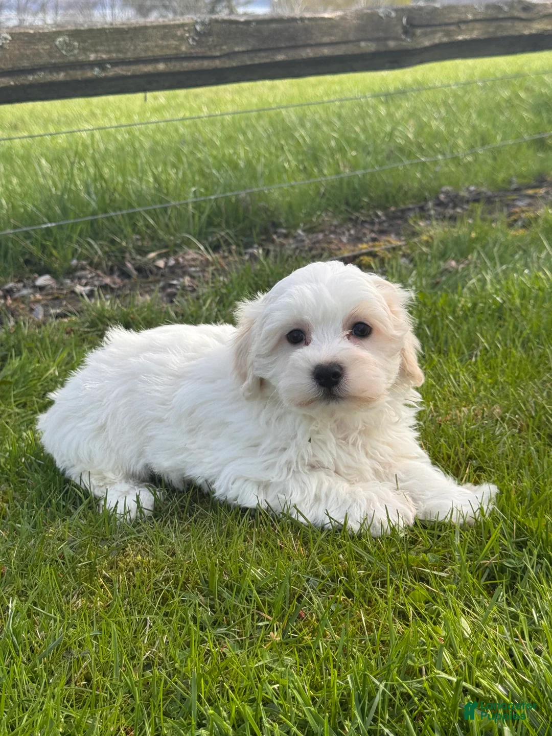 Mixed Breed dogs for sale: Hershey  - Ad 5