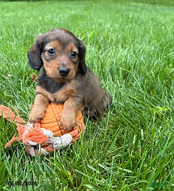 Dachshund dogs River - Ad 1