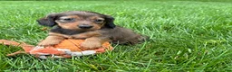 Dachshund dogs for sale: River - Ad 1