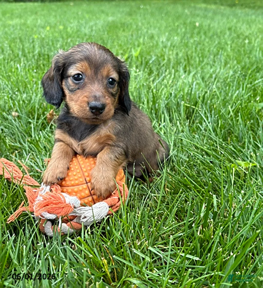 Dachshund dogs for sale: River - Ad 1