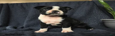 Sebastian
