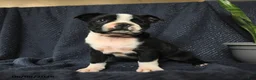 Boston Terrier dogs for sale: Sebastian - Ad 1