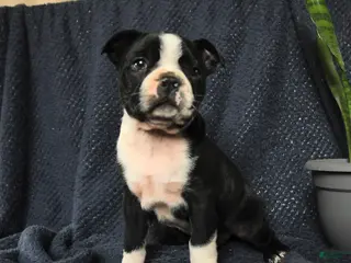 Boston Terrier dogs for sale: Sebastian - Ad 2