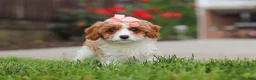 Cavapoo dogs for sale: Gracie - Ad 4