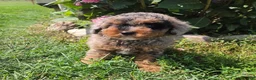 Miniature Poodle dogs for sale: Zack - Ad 9
