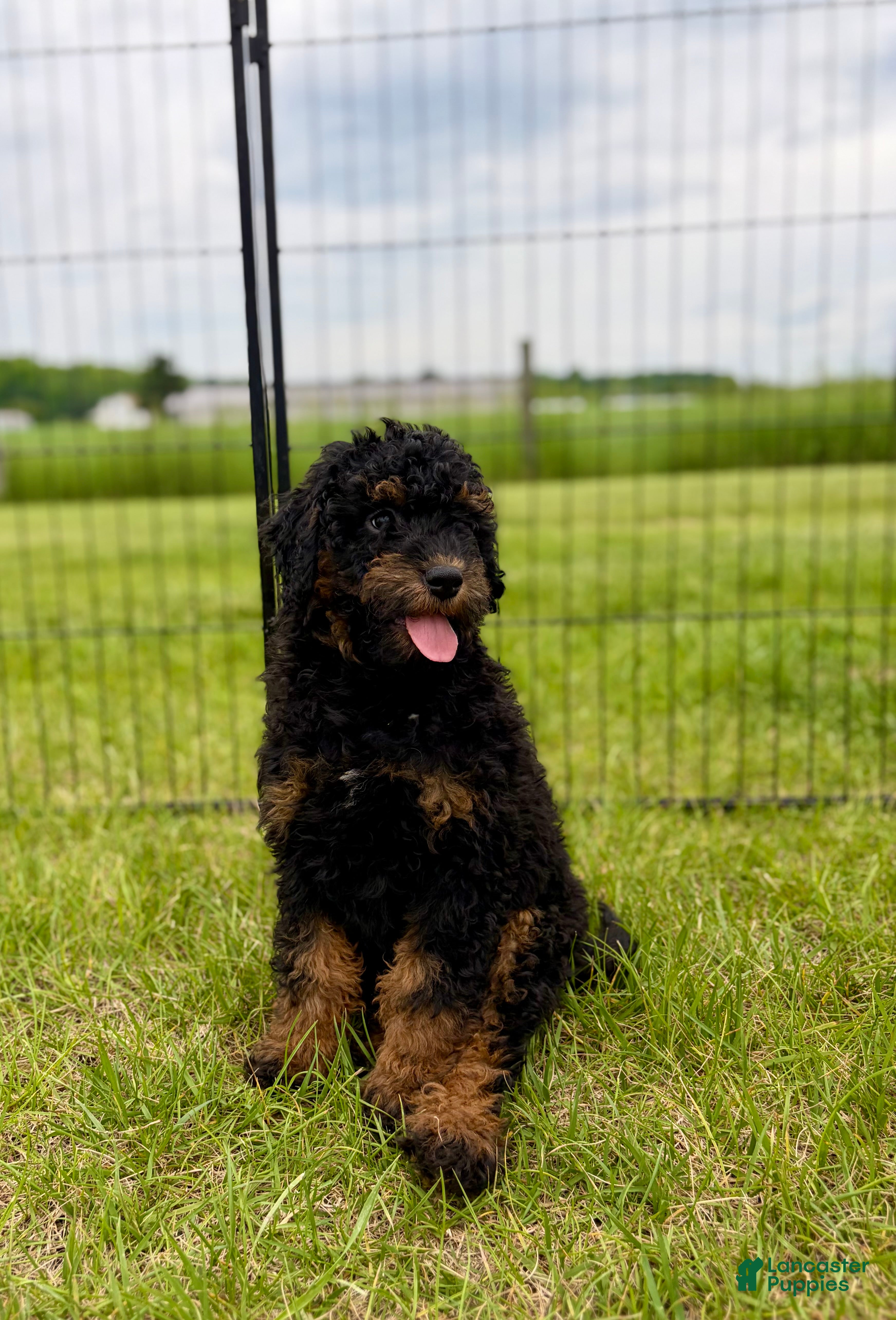 Mini Goldendoodle dogs Hendrix - Ad 2