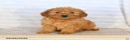 Mini Goldendoodle dogs for sale: Monty - Ad 1
