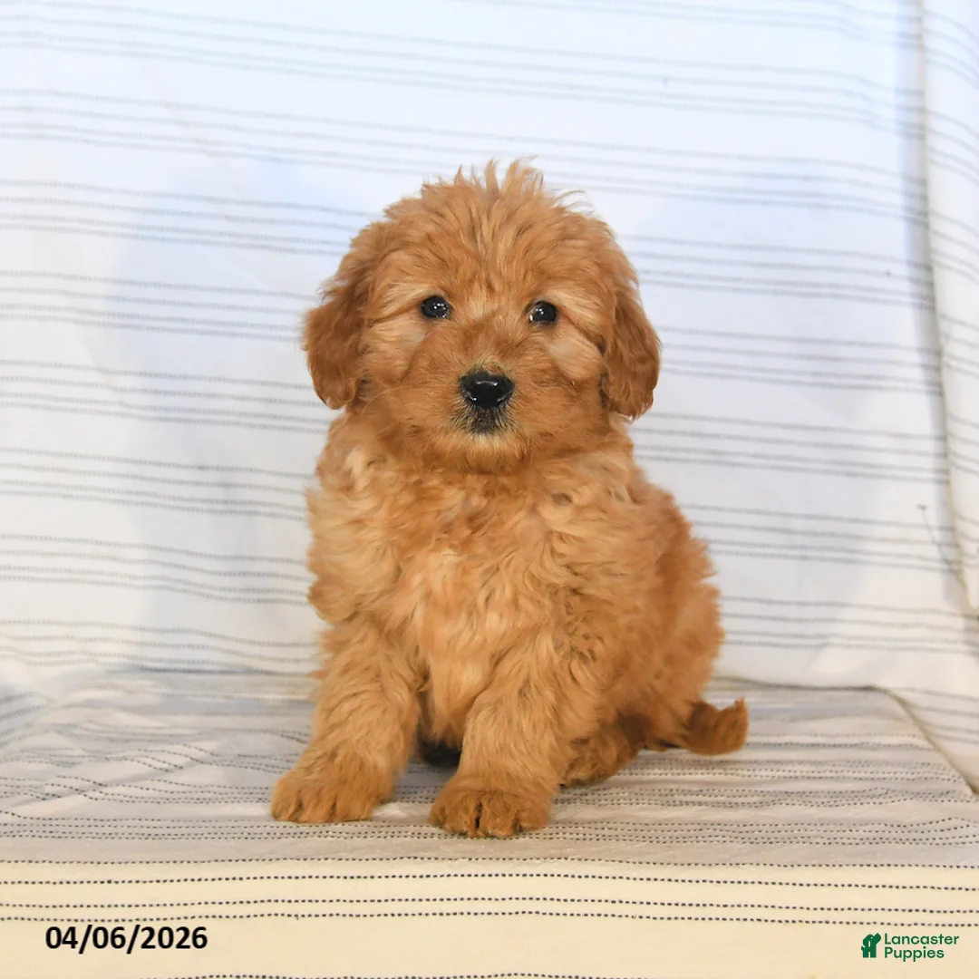 Mini Goldendoodle dogs for sale: Monty - Ad 1