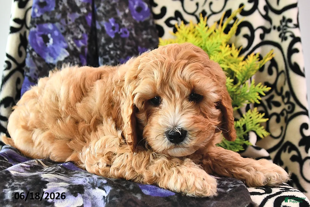 Cavapoo dogs for sale: Teddy - Ad 3