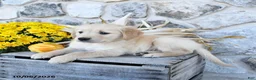 Golden Retriever dogs for sale: Duke - Ad 2