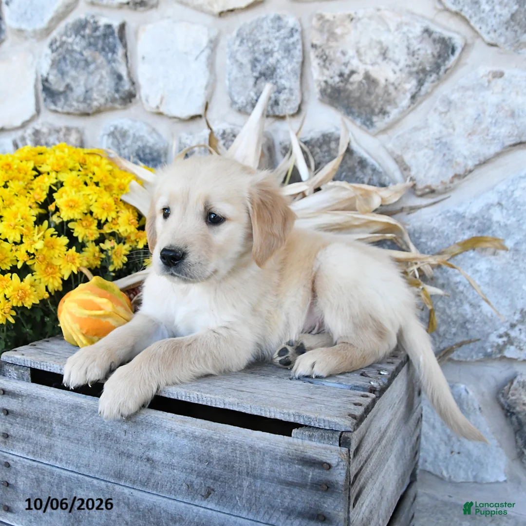 Golden Retriever dogs for sale: Duke - Ad 2