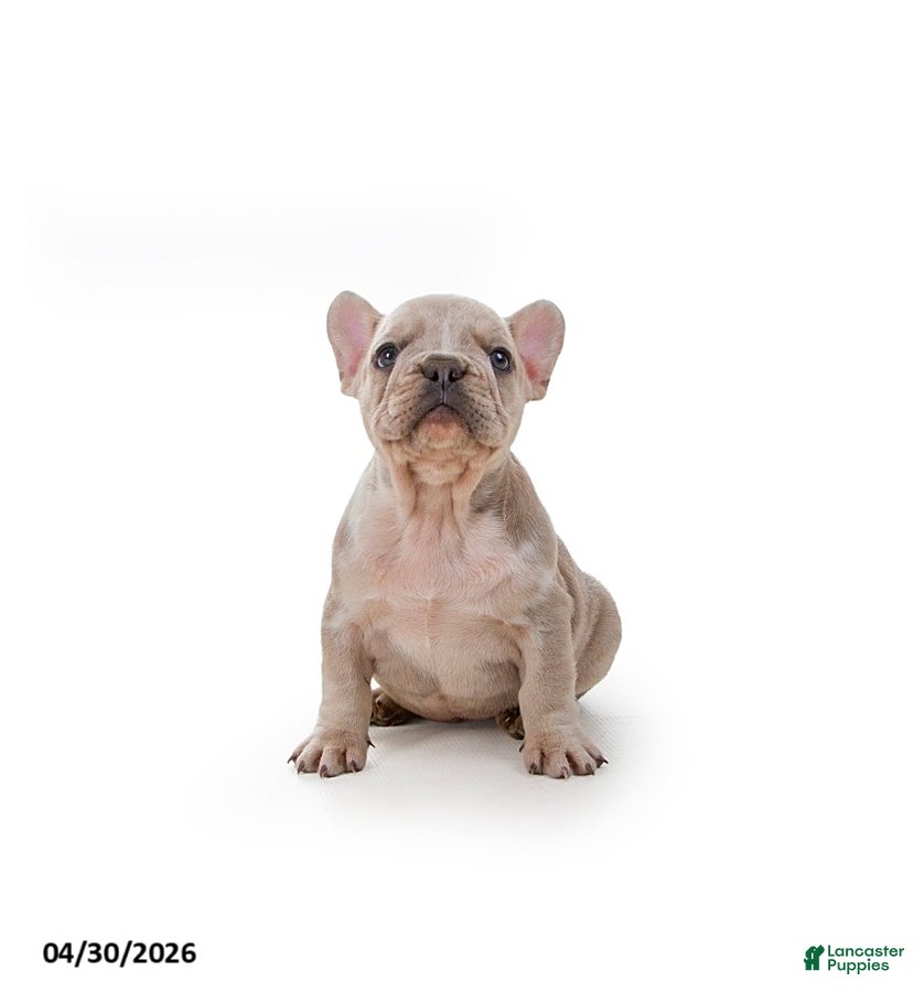 French Bulldog dogs Teddy - Ad 2