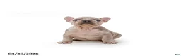 French Bulldog dogs for sale: Teddy - Ad 2