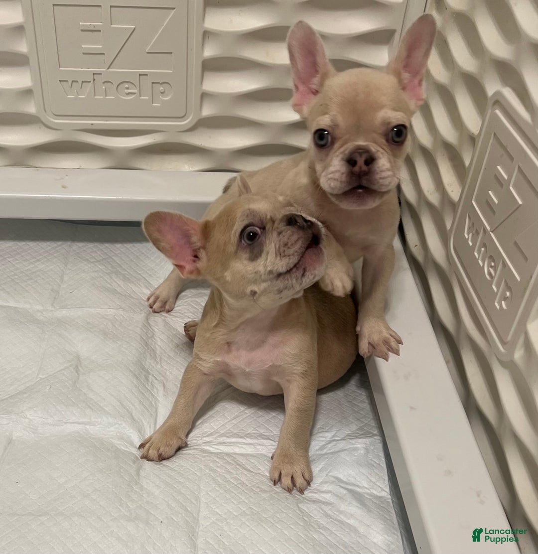 French Bulldog dogs for sale: Honey - Ad 3