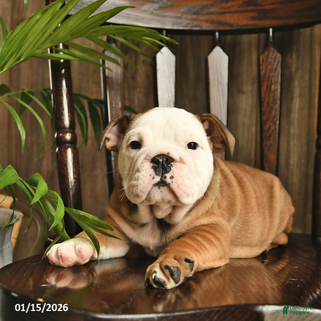 English Bulldog dogs for sale: Canyon  - Ad 3