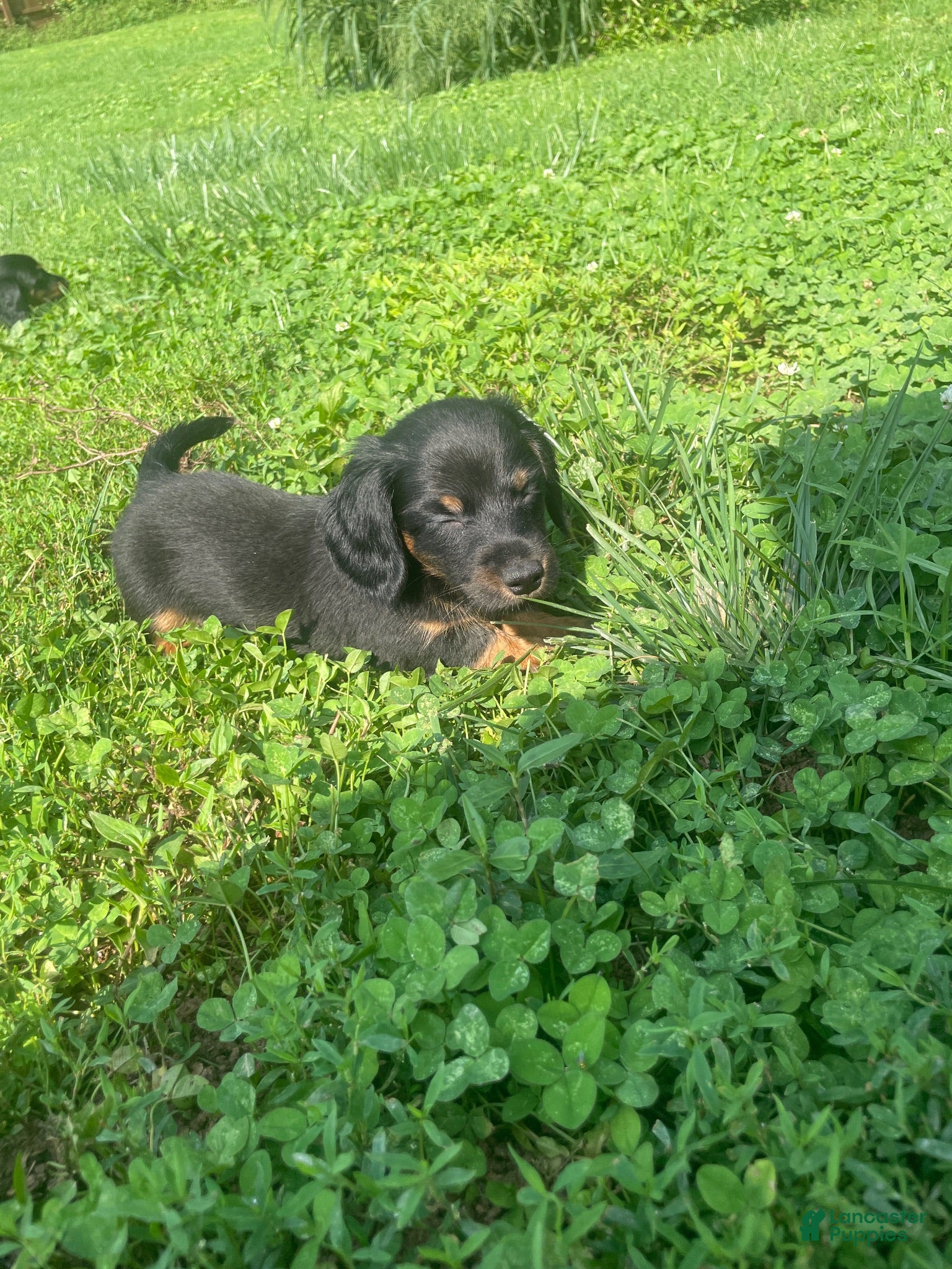 Miniature Dachshund dogs Leo  - Ad 2