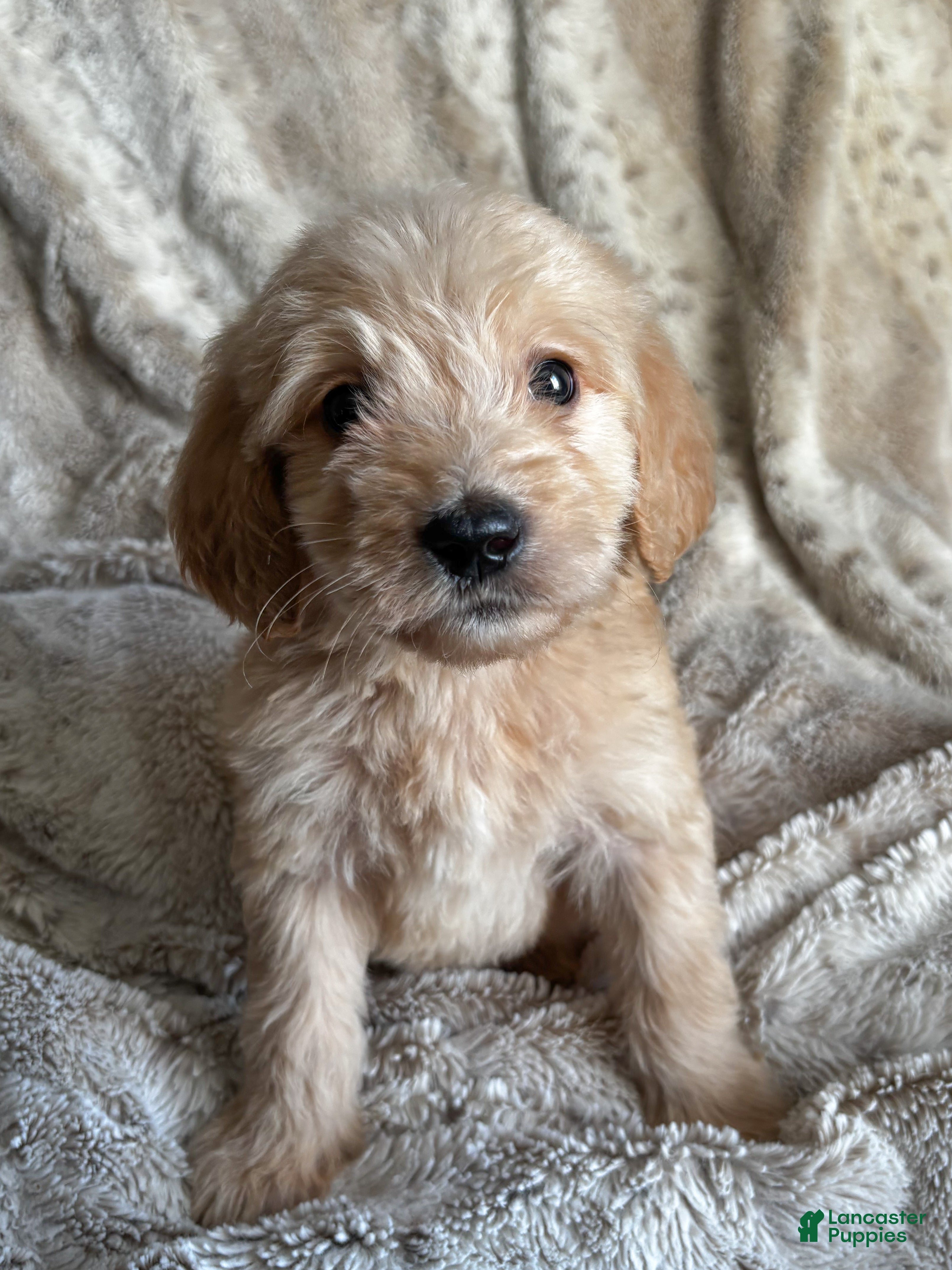 Goldendoodle dogs Cove - Ad 35