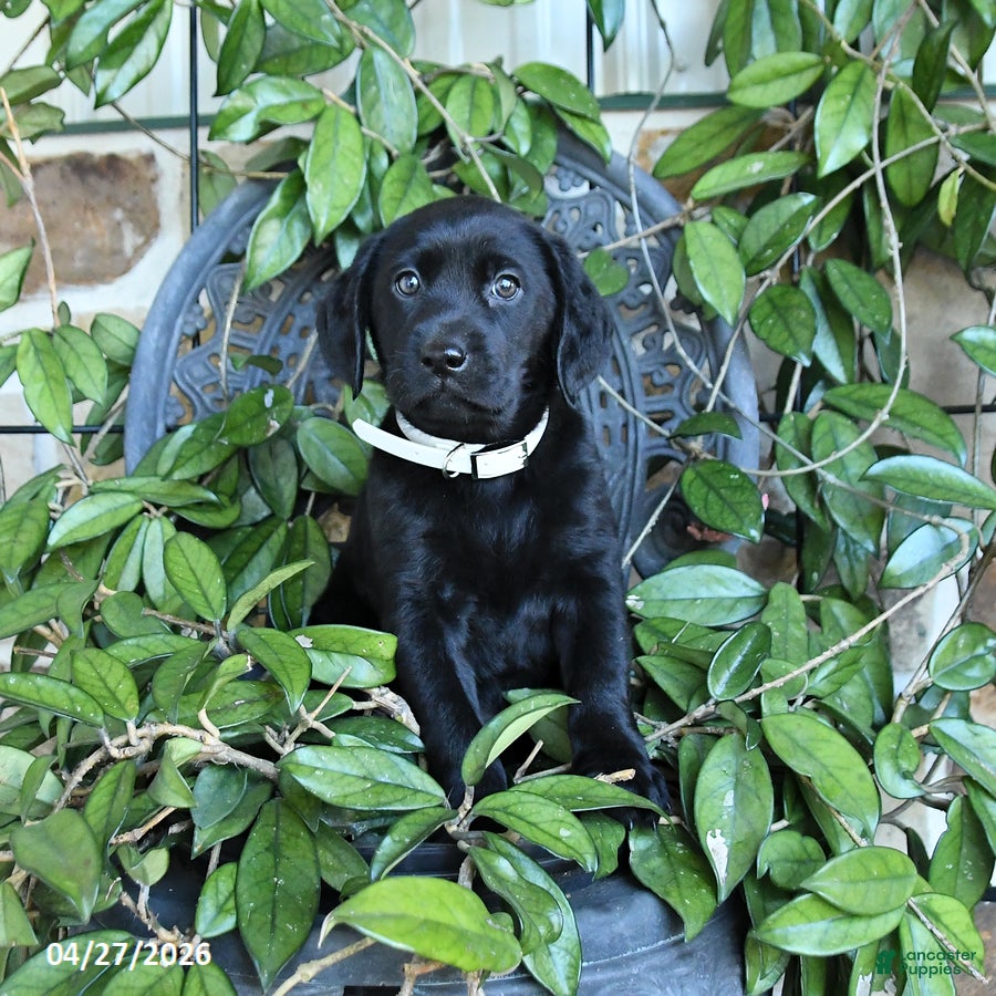 Labrador Retriever dogs Maya - Ad 2