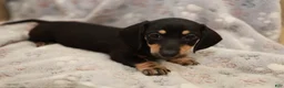 Miniature Dachshund dogs for sale: Wanda - Ad 1
