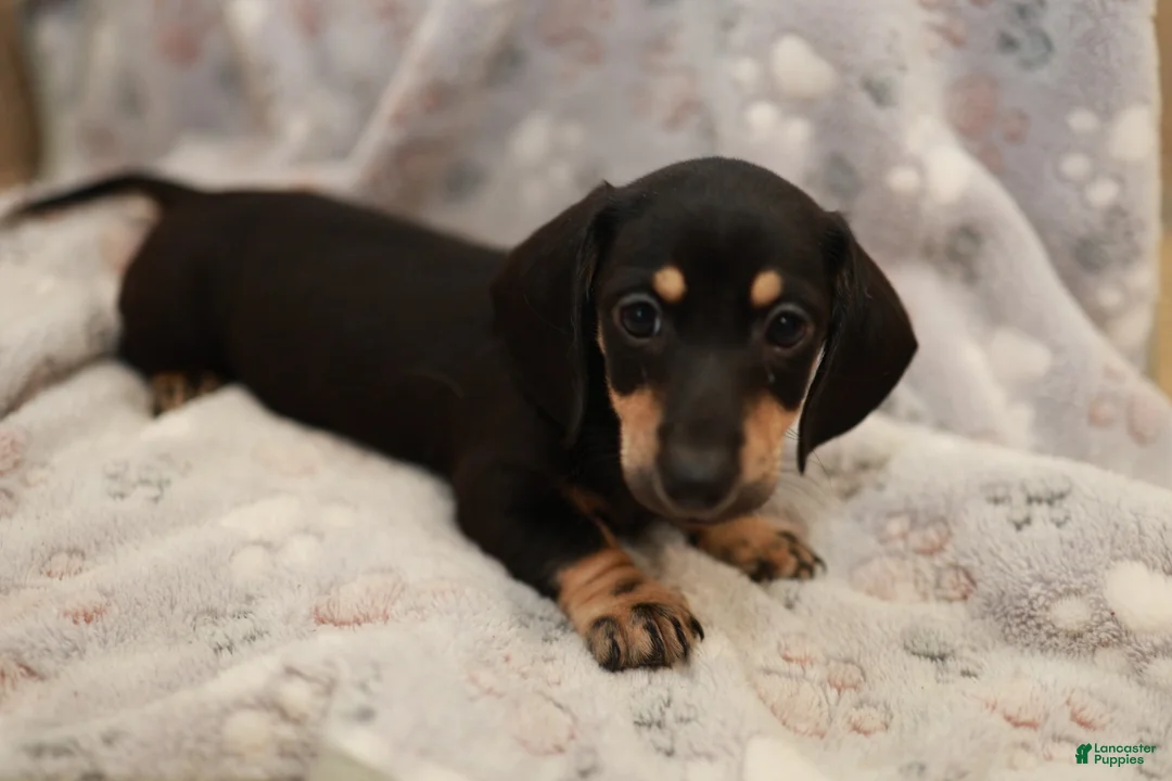 Miniature Dachshund dogs for sale: Wanda - Ad 1