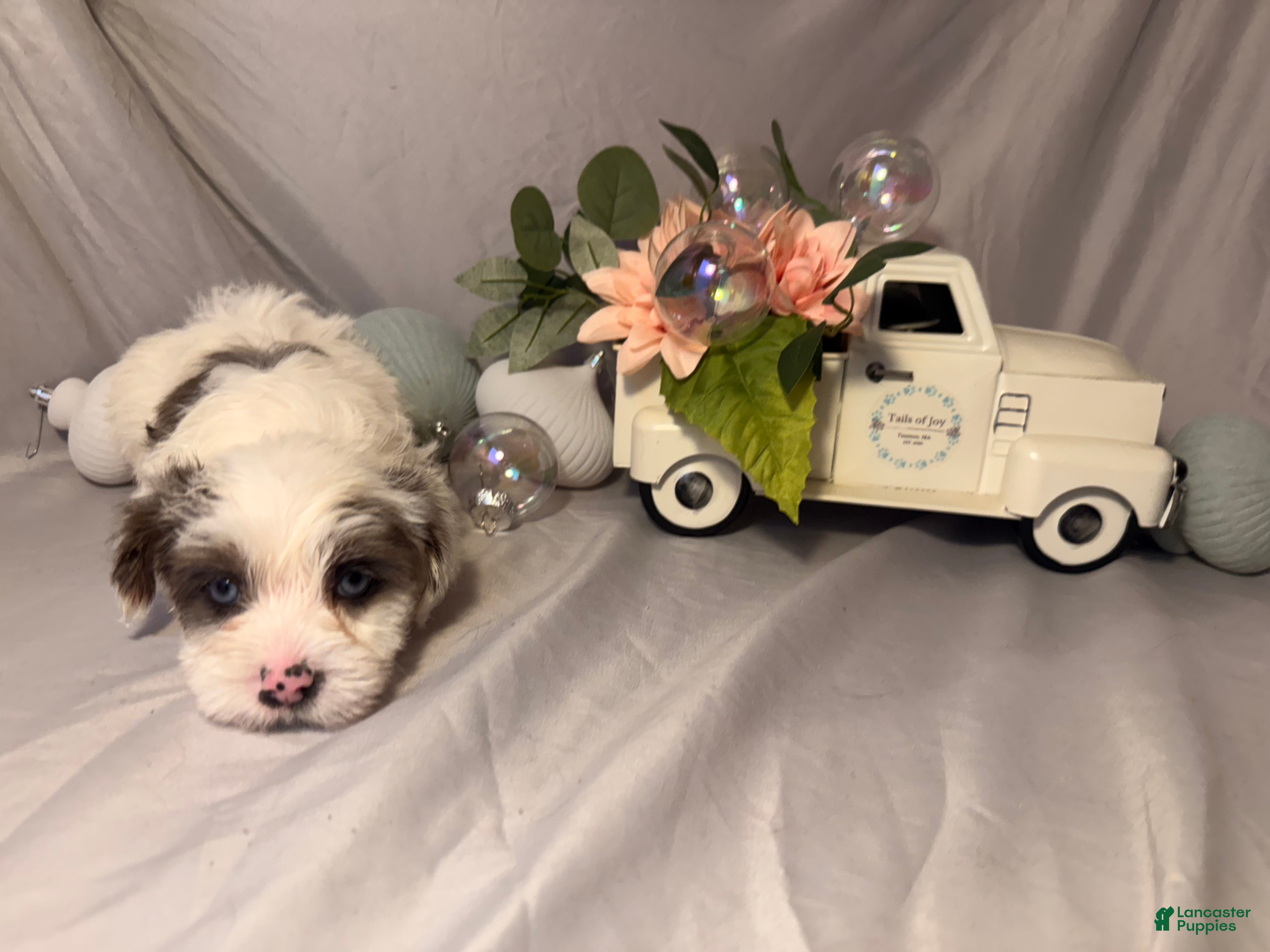 Yorkshire Terrier dogs Rosie  - Ad 28