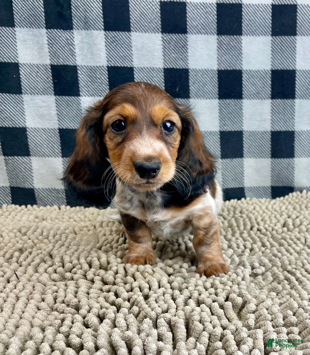 Miniature Dachshund dogs for sale: Kim - Ad 2