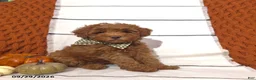 Mini Goldendoodle dogs for sale: Rory - Ad 3