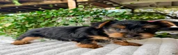 Yorkshire Terrier dogs for sale: Autumn - Ad 3
