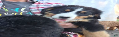 Bernese Mountain Dog Puppy 1