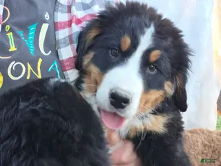 Bernese Mountain Dog dogs Bernese Mountain Dog Puppy 1 - Ad 6