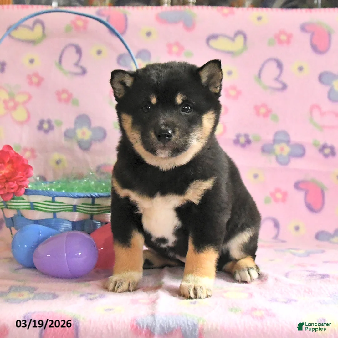 Shiba Inu dogs for sale: Dixie - Ad 1