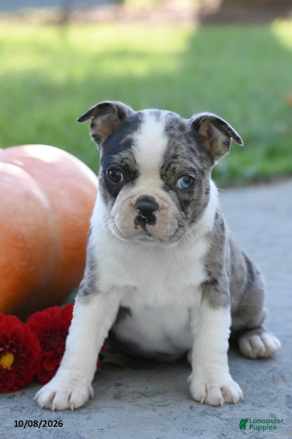 Boston Terrier dogs Tori - Ad 2