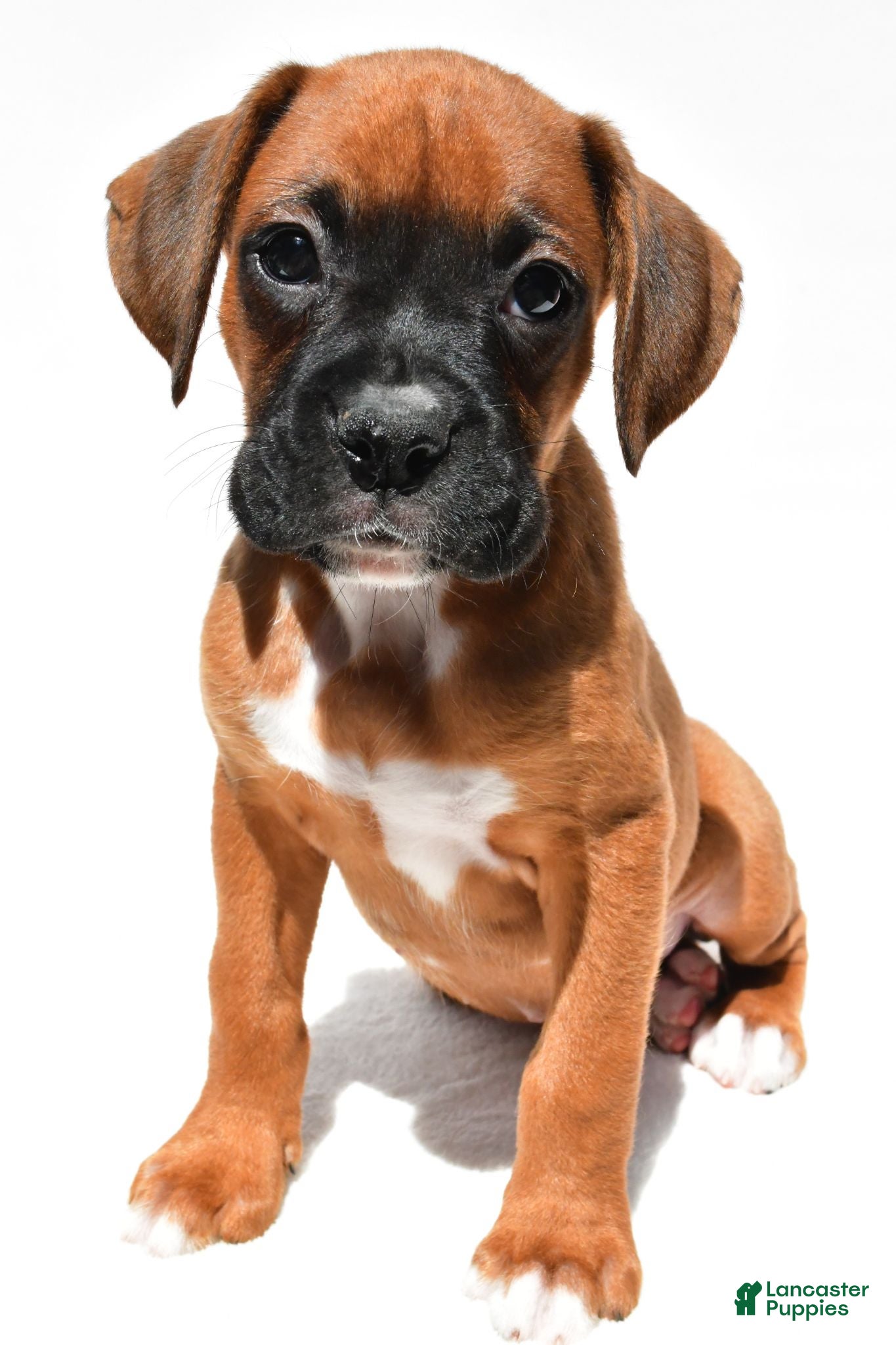 Boxer dogs Simon - Ad 2