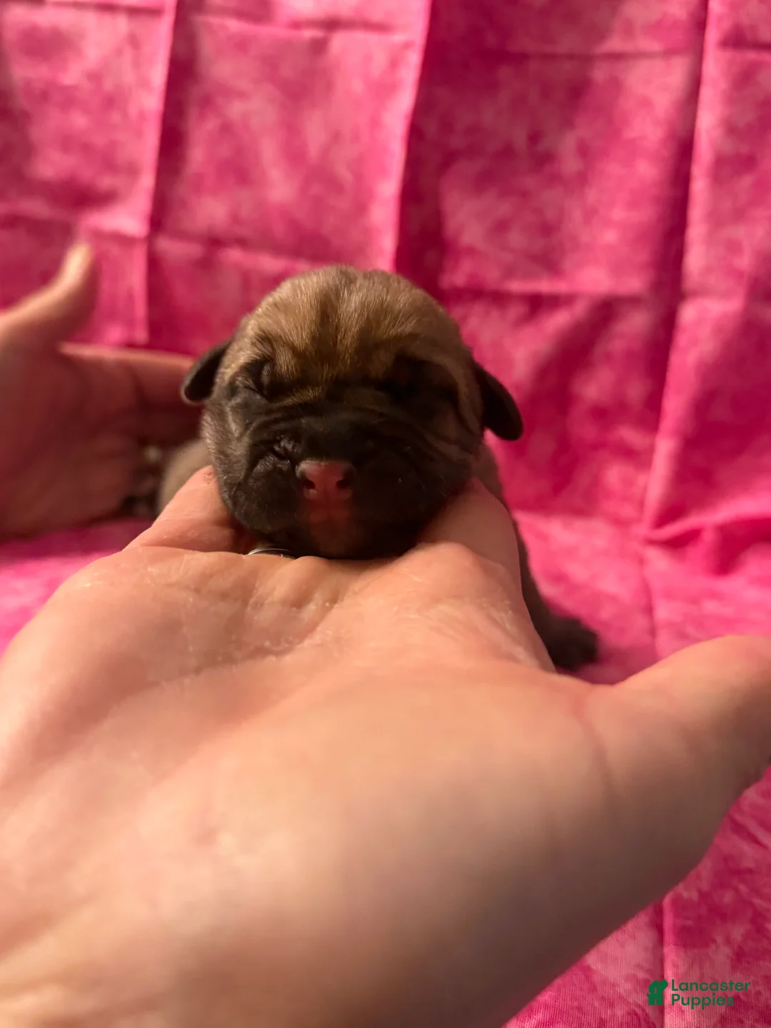 Cane Corso dogs for sale: Cane Corso Puppy 7 - Ad 2