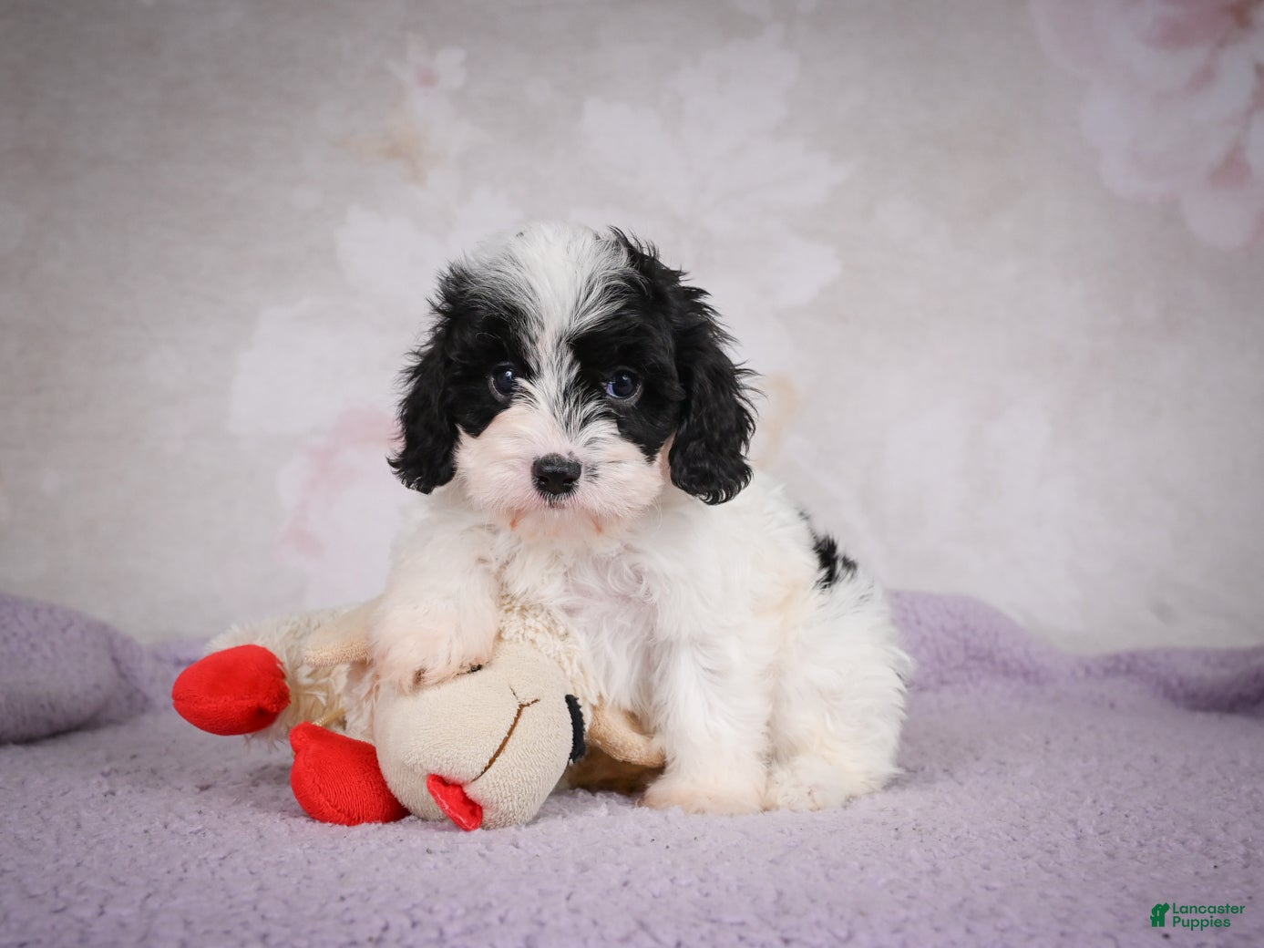 Cavapoo dogs Casey - Ad 1