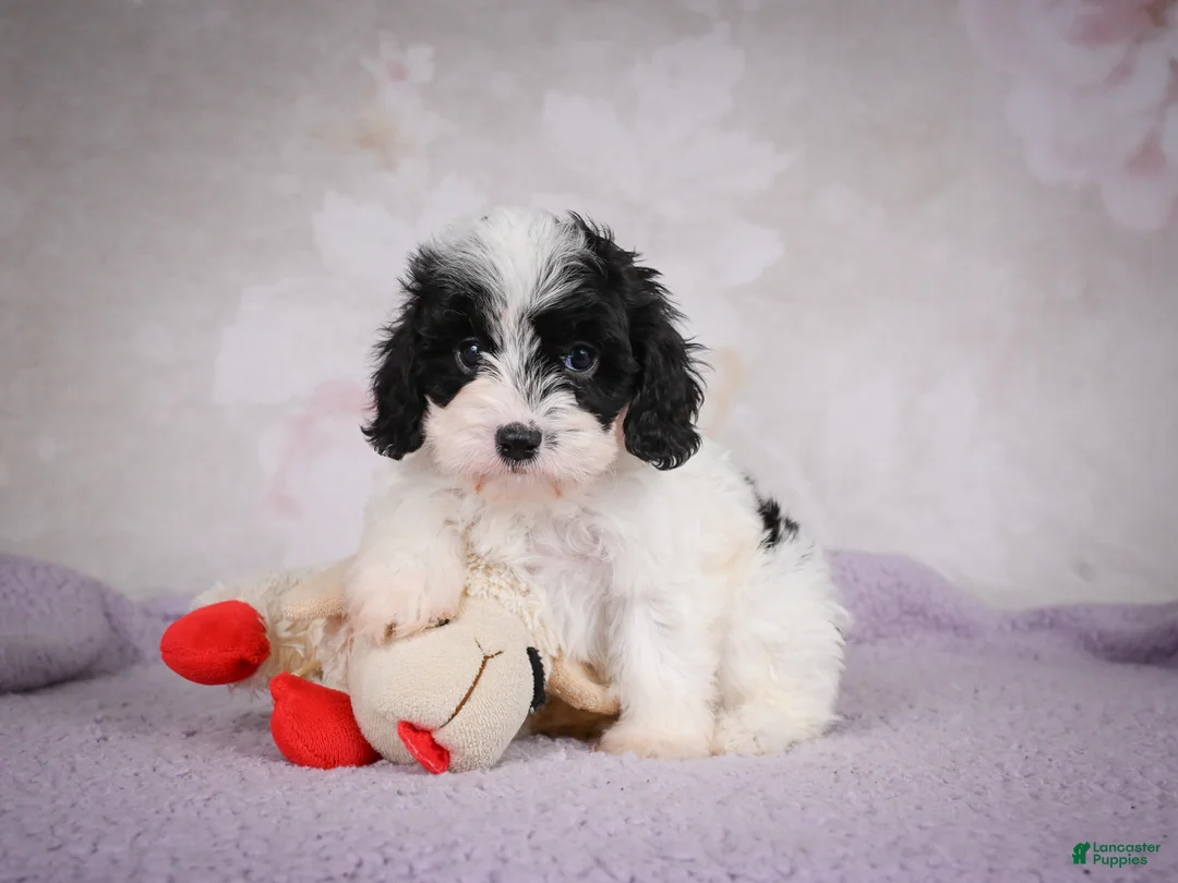 Cavapoo dogs for sale: Casey - Ad 1