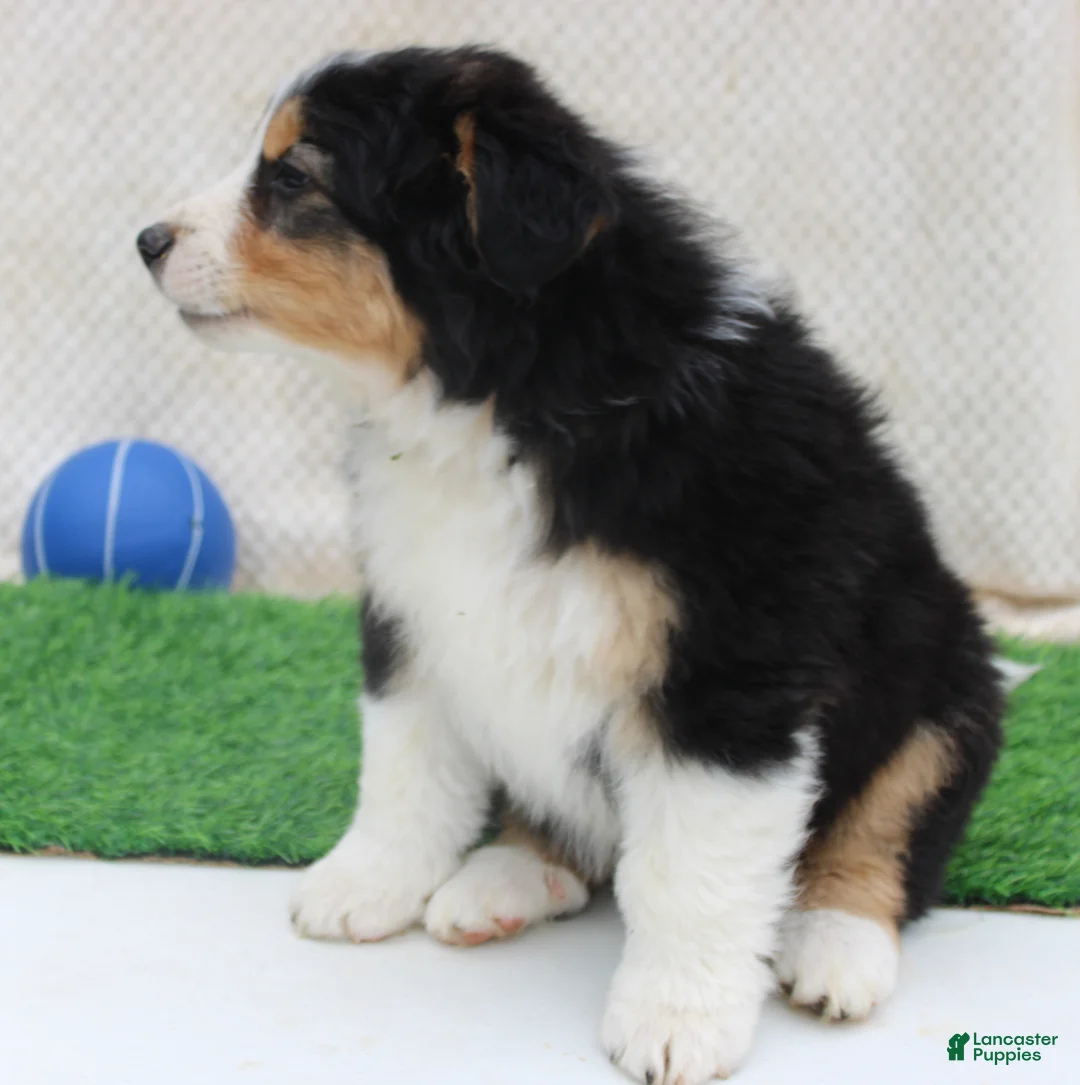 Australian Shepherd dogs for sale: clay - Ad 2