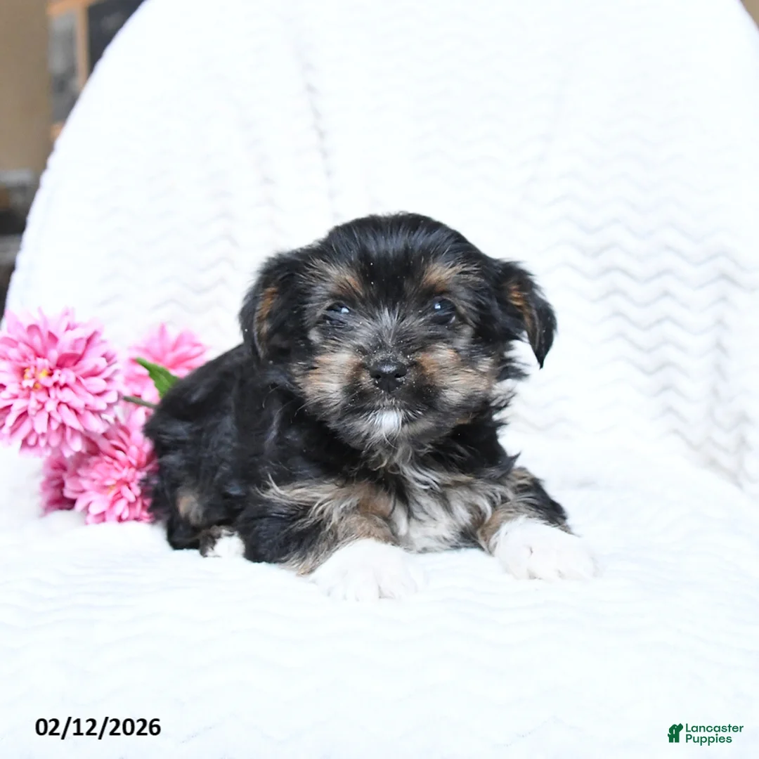 Yorkshire Terrier dogs for sale: Max - Ad 2