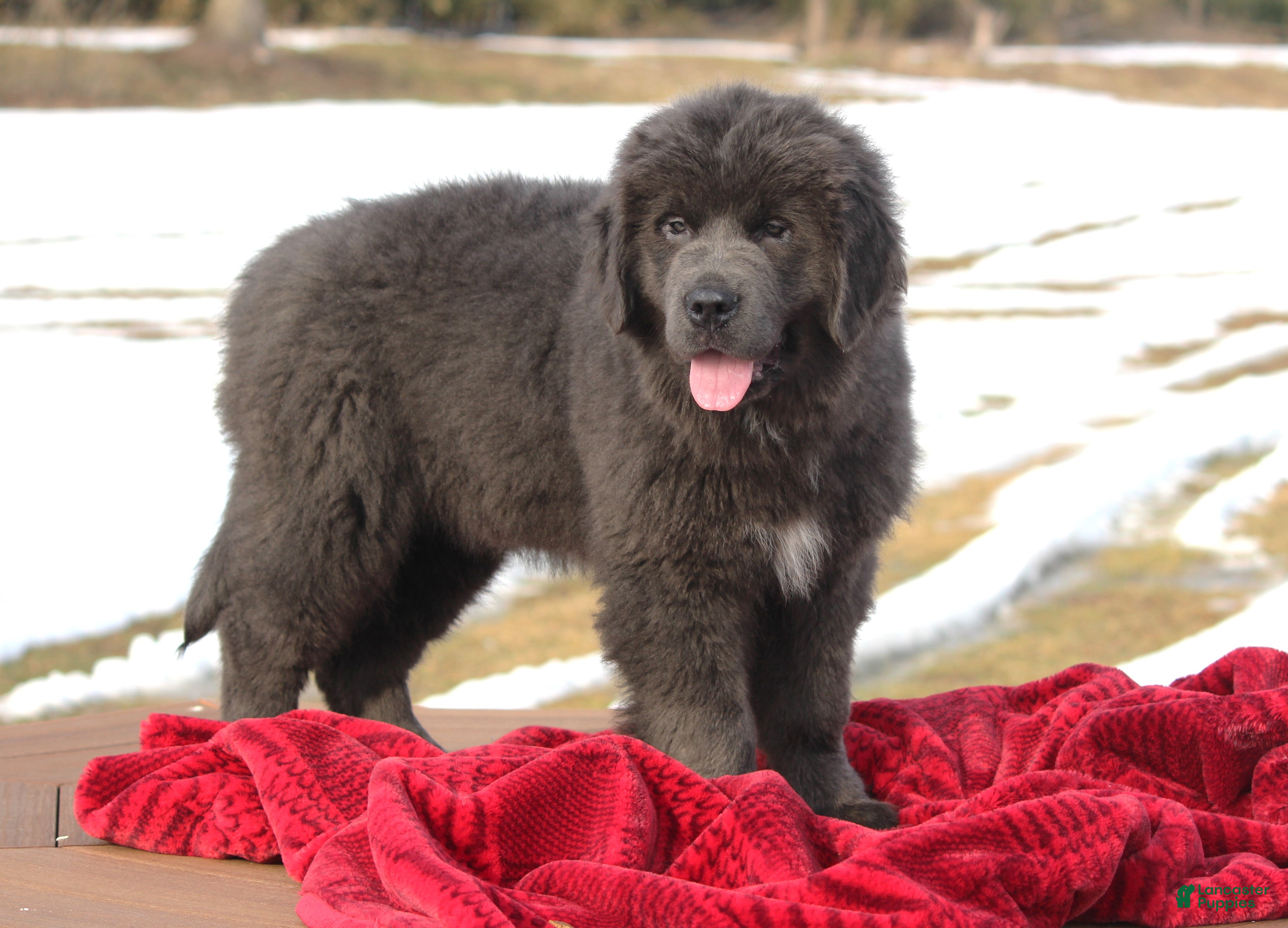 Newfoundland dogs Tess - Ad 1