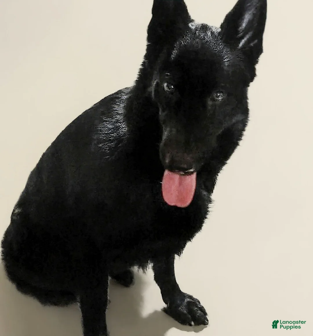German Shepherd dogs for sale: AKC German Shepherd Puppy 3 - Ad 2