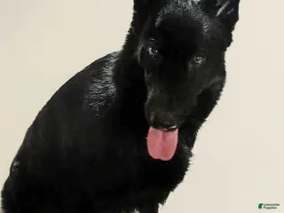 German Shepherd dogs AKC German Shepherd Puppy 3 - Ad 2