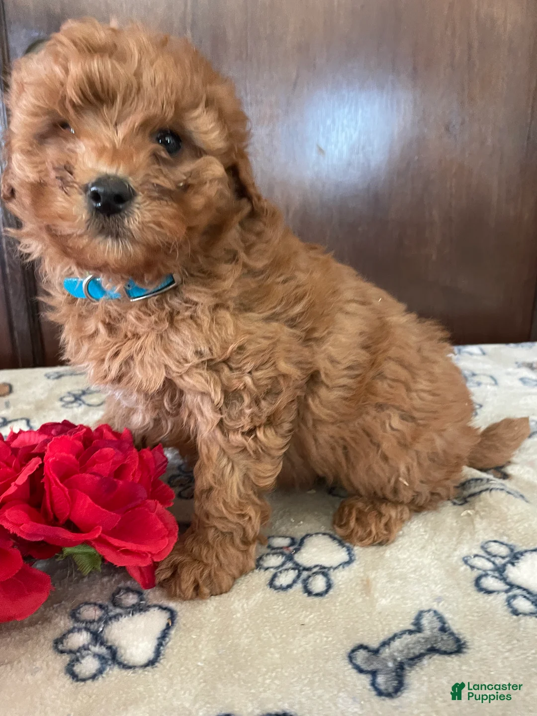 Mini Goldendoodle dogs for sale: Lance - Ad 4